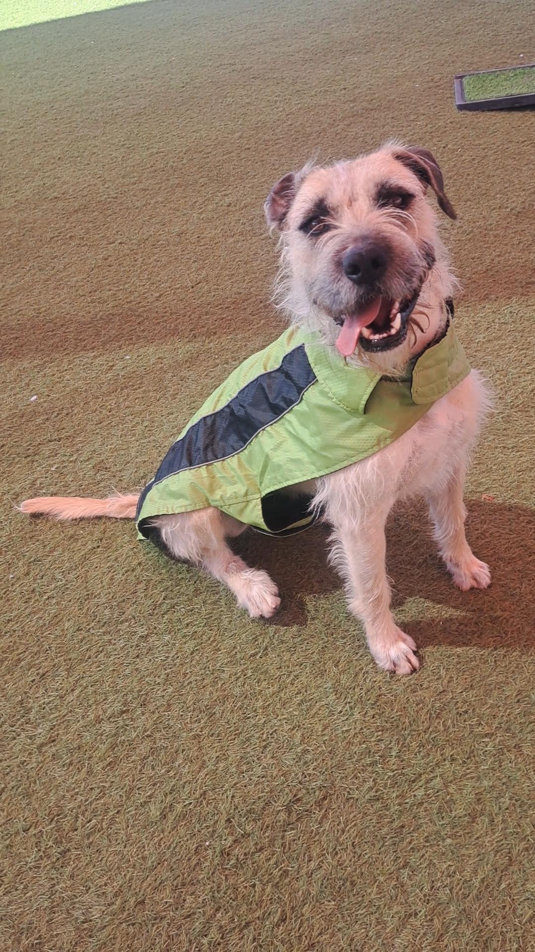 Alfred, ADOPTABLE, Adult Male Wheaten Terrier & Terrier.
