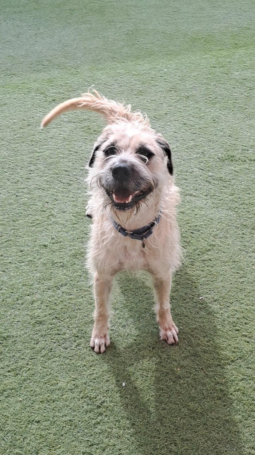 Enlarge Alfred, a ADOPTABLE mixed breed in Glendale, AZ image 3/4