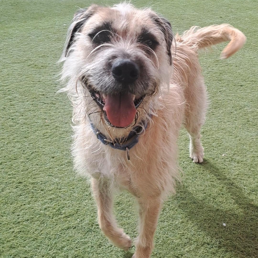 Alfred, ADOPTABLE, Adult Male Wheaten Terrier & Terrier.