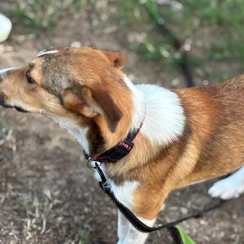 Taz, a Adopted mixed breed in Willington, CT image 1/6