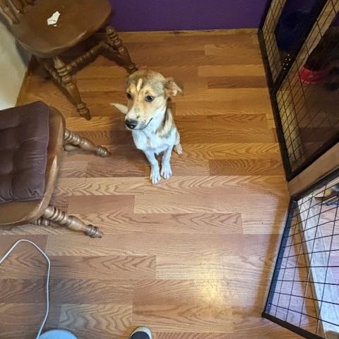 Taz, a Adopted mixed breed in Willington, CT image 2/6