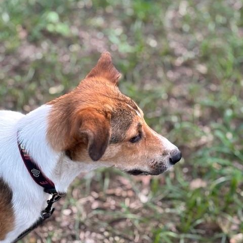 Taz, a Adopted mixed breed in Willington, CT image 3/6
