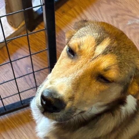 Taz, a Adopted mixed breed in Willington, CT image 4/6