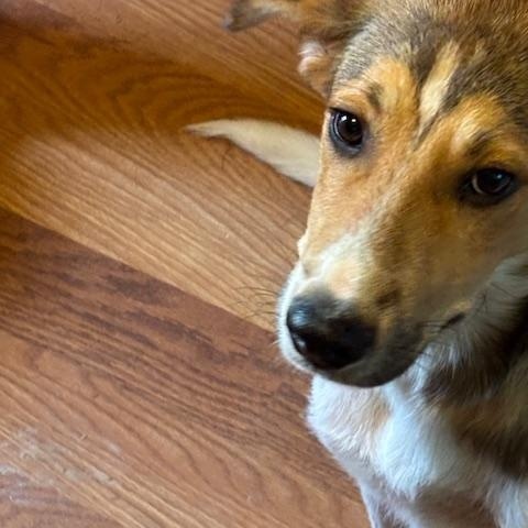 Taz, a Adopted mixed breed in Willington, CT image 5/6