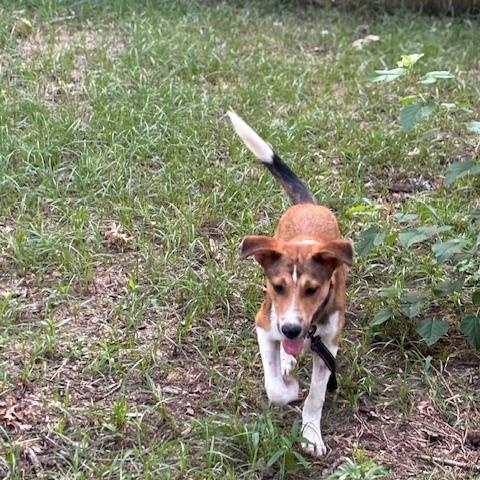 Taz, a Adopted mixed breed in Willington, CT image 6/6