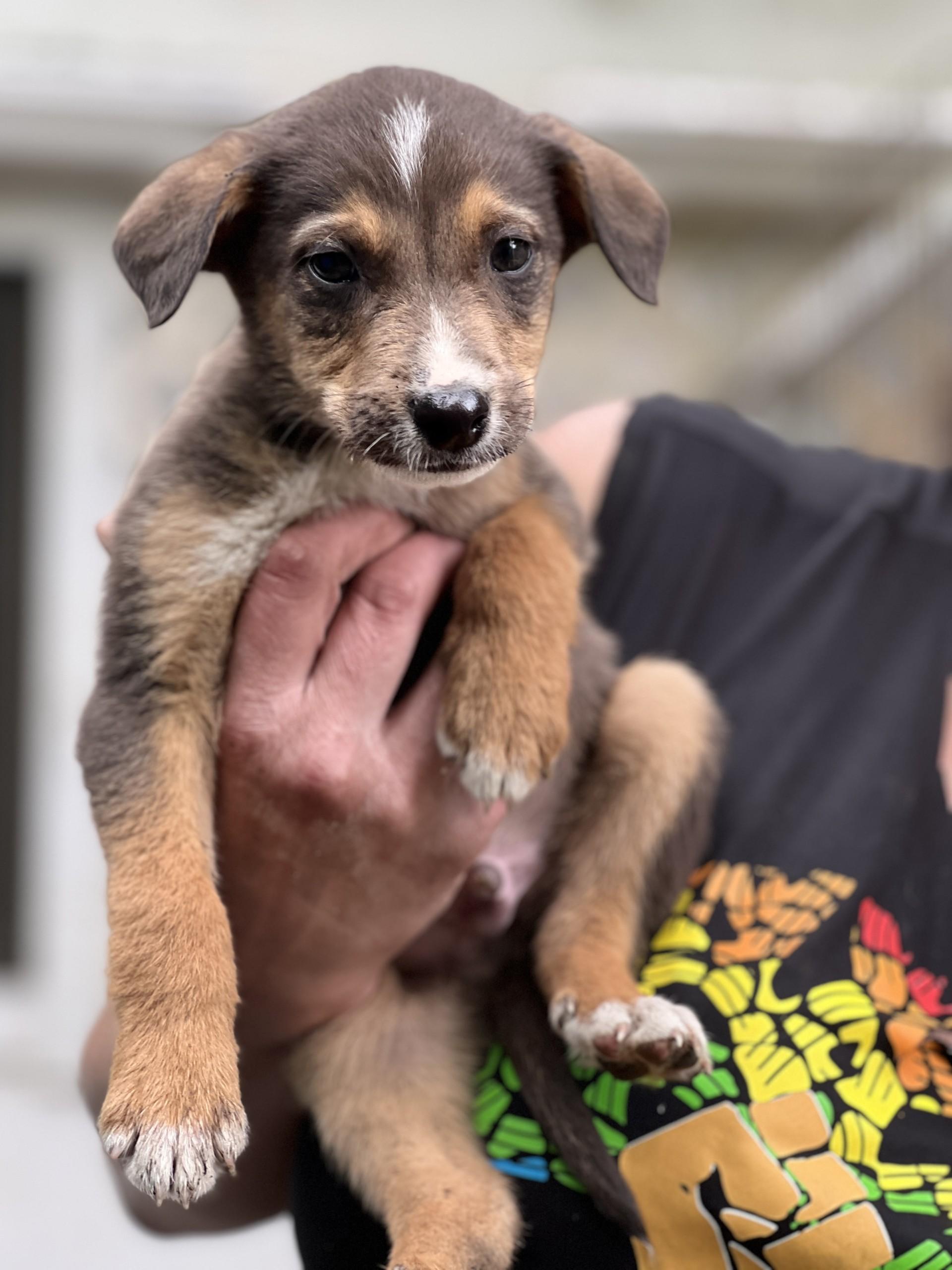Enlarge Steve, a Adoptable mixed breed in Gualala, CA image 1/5