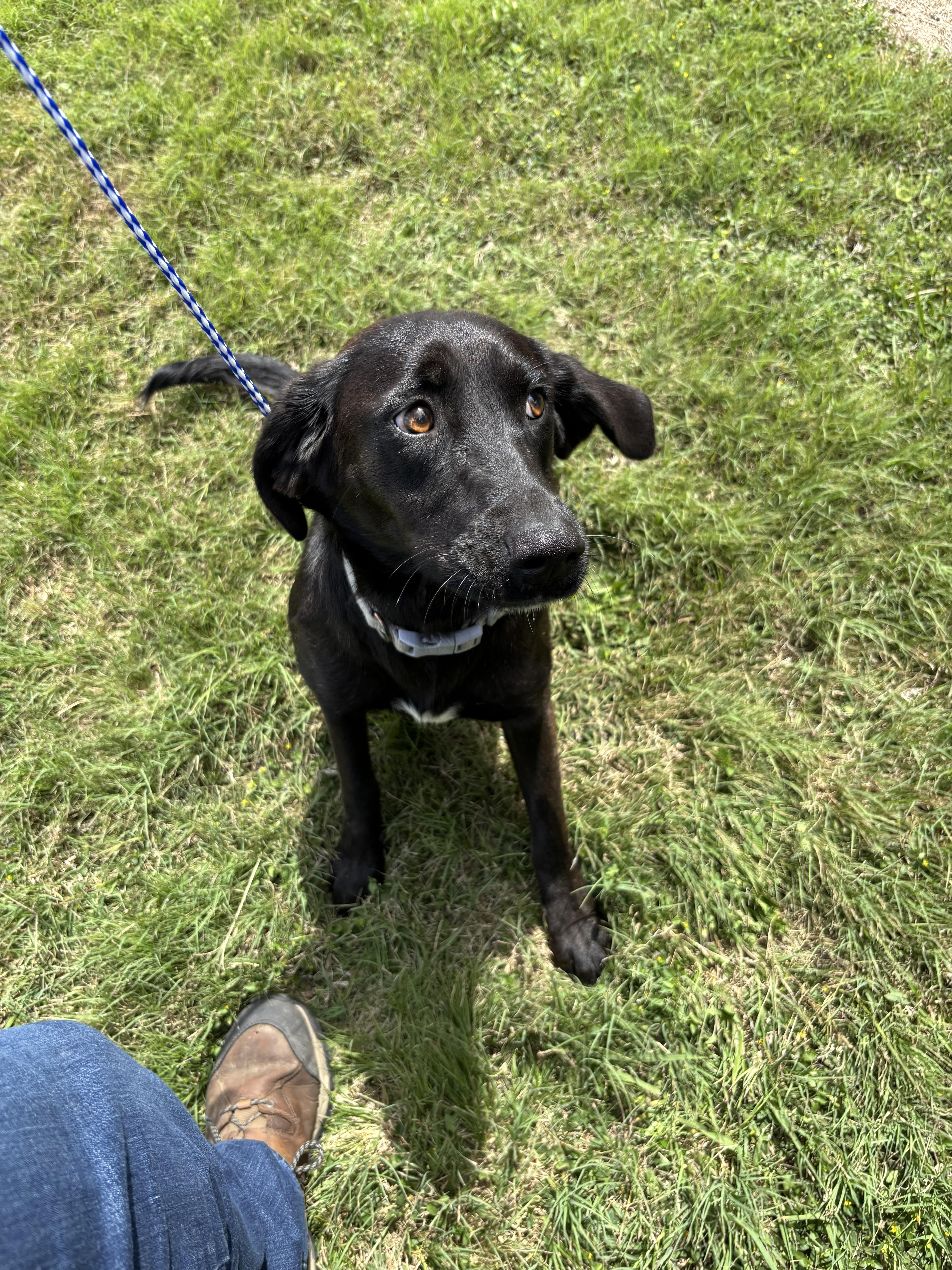 Lola, ADOPTABLE, Adult Female Black Labrador Retriever.