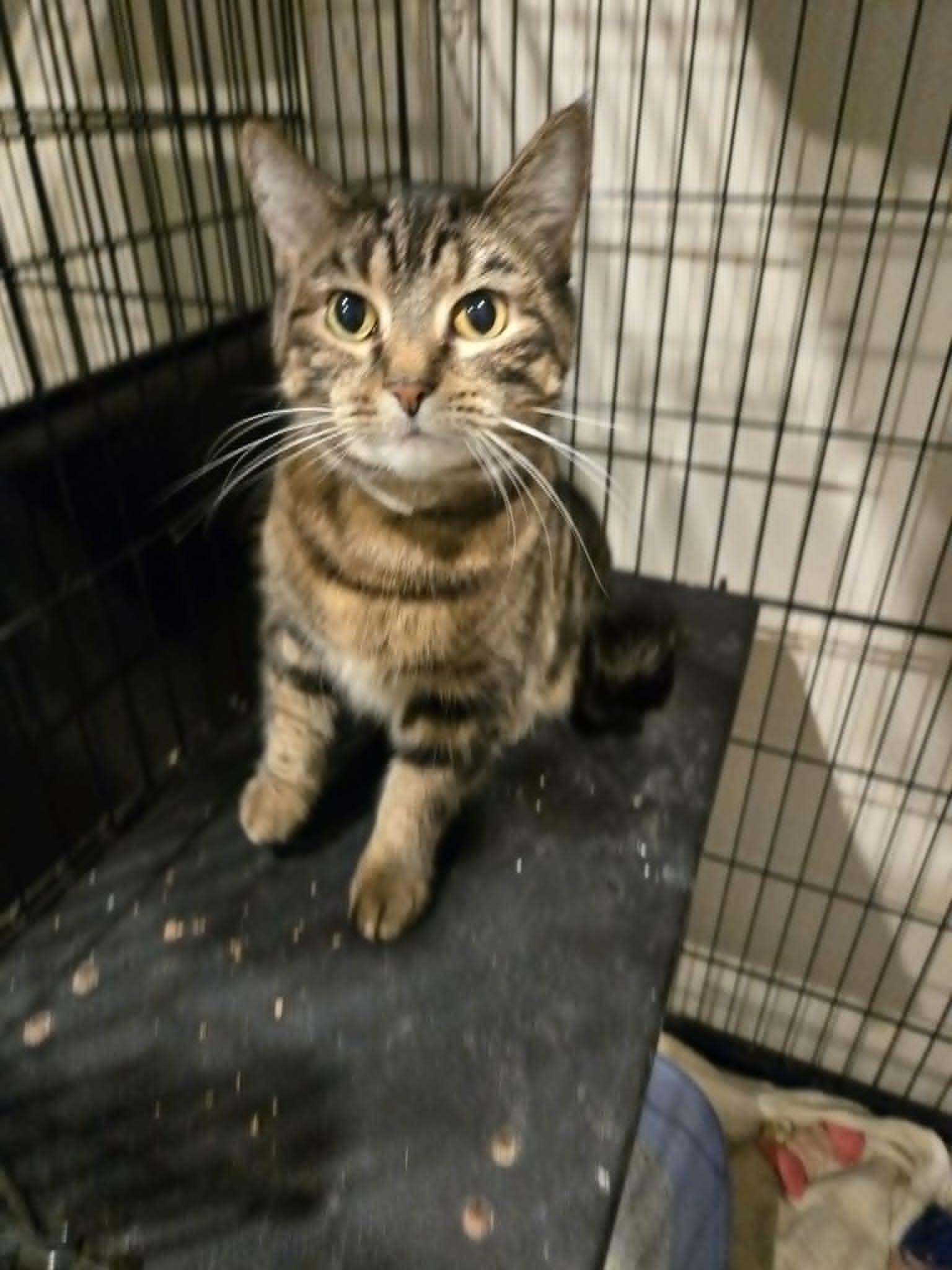 Evie, Adoptable, Adult Female Domestic Short Hair.