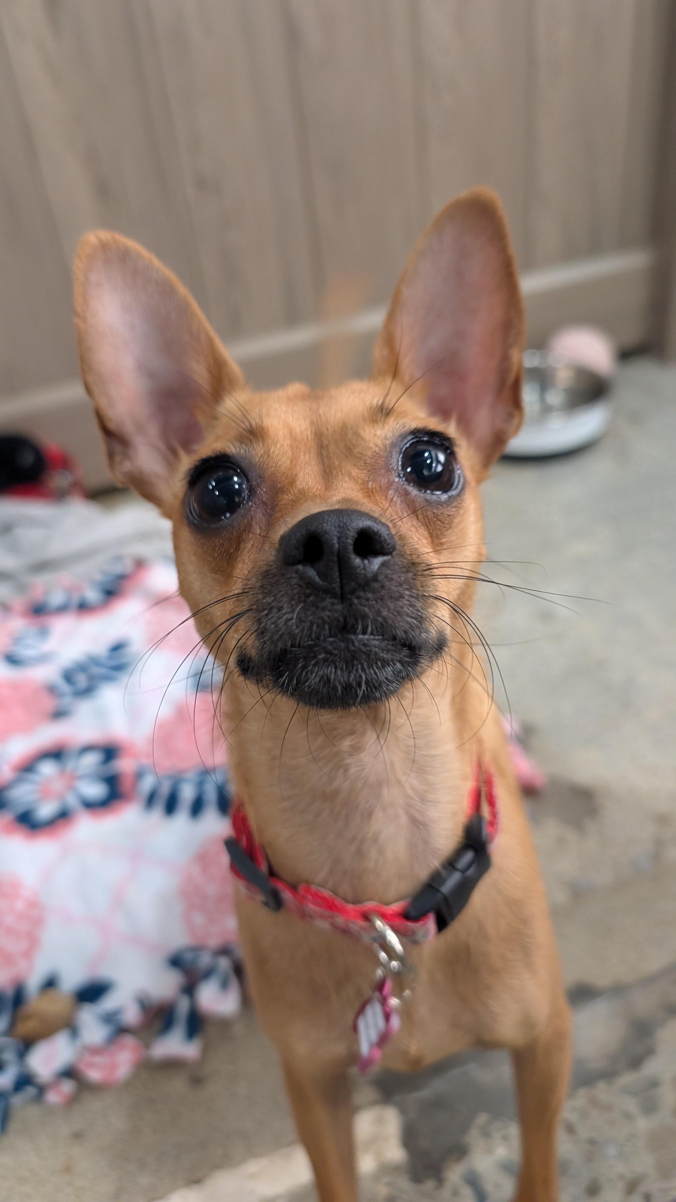Frida Pawlo, a Adoptable Chihuahua in Thousand Oaks, CA image 4/5