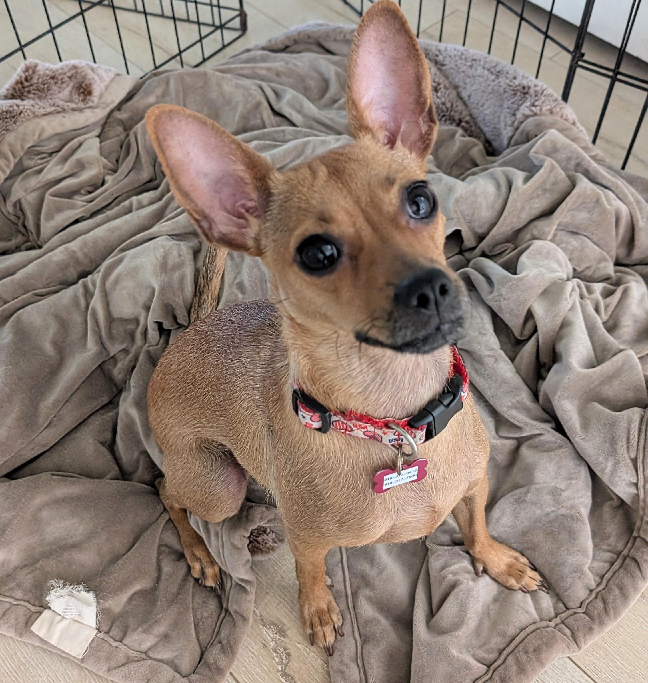 Frida Pawlo, a Adoptable Chihuahua in Thousand Oaks, CA image 1/5