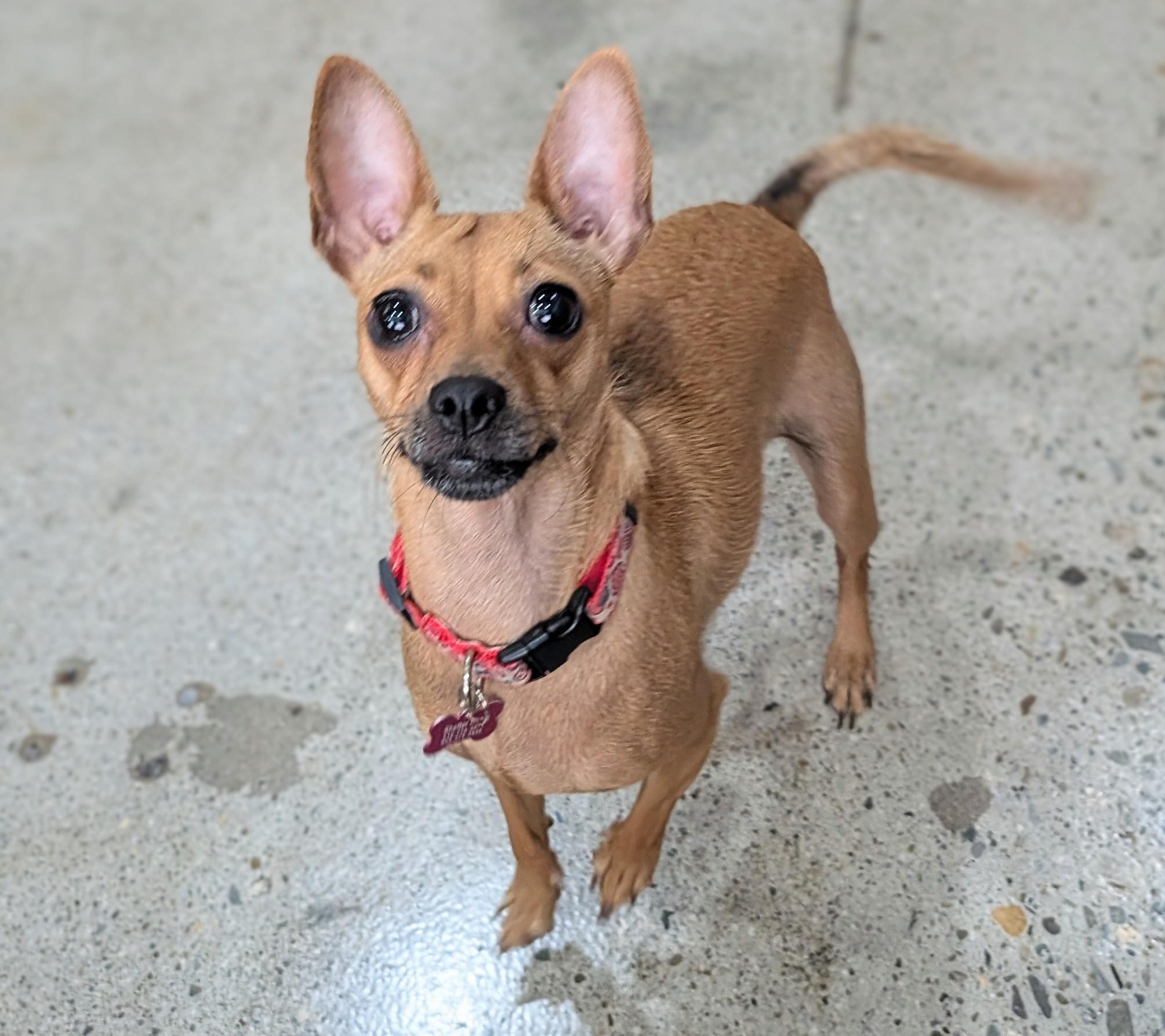 Frida Pawlo, a Adoptable Chihuahua in Thousand Oaks, CA image 2/5