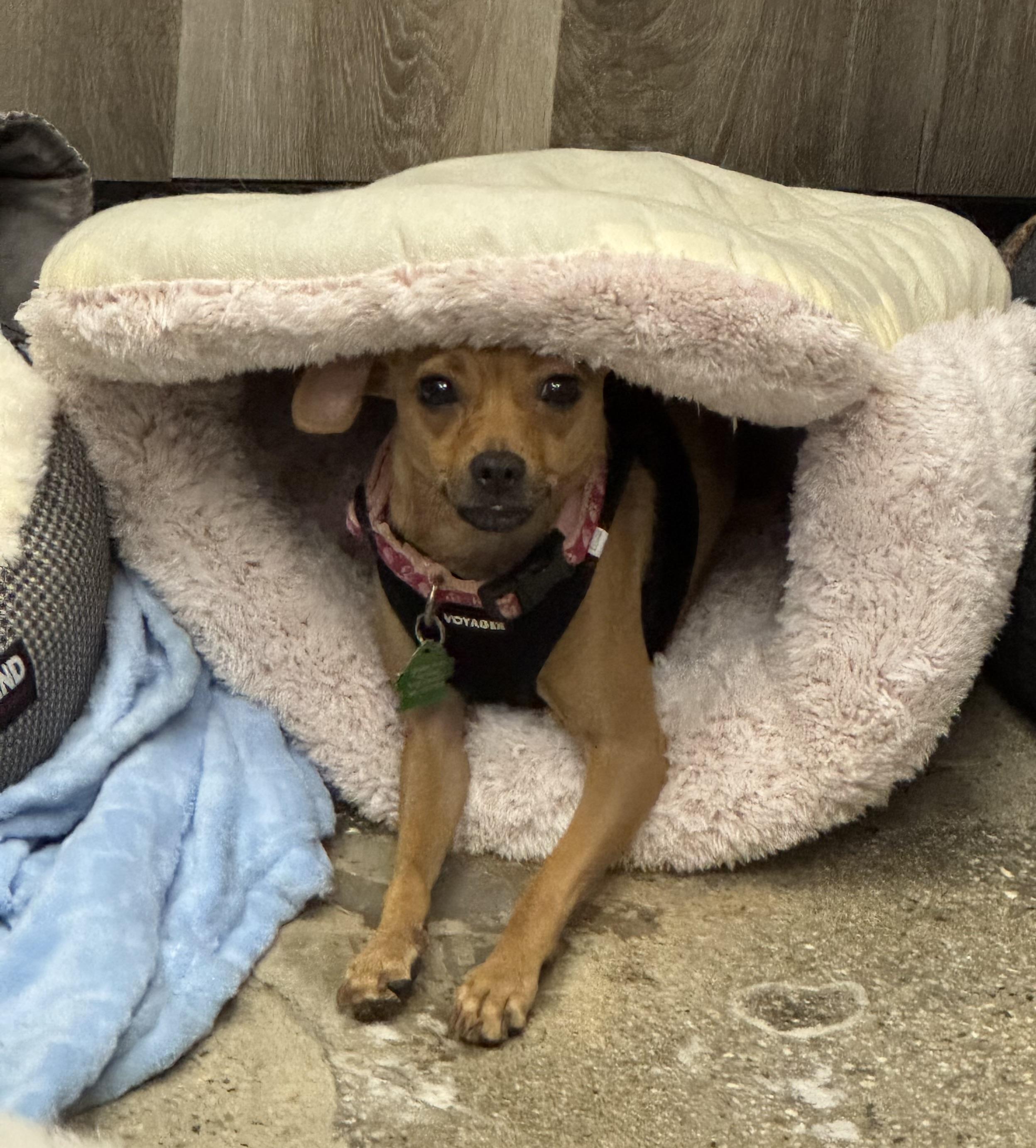 Frida Pawlo, a Adoptable Chihuahua in Thousand Oaks, CA image 3/5