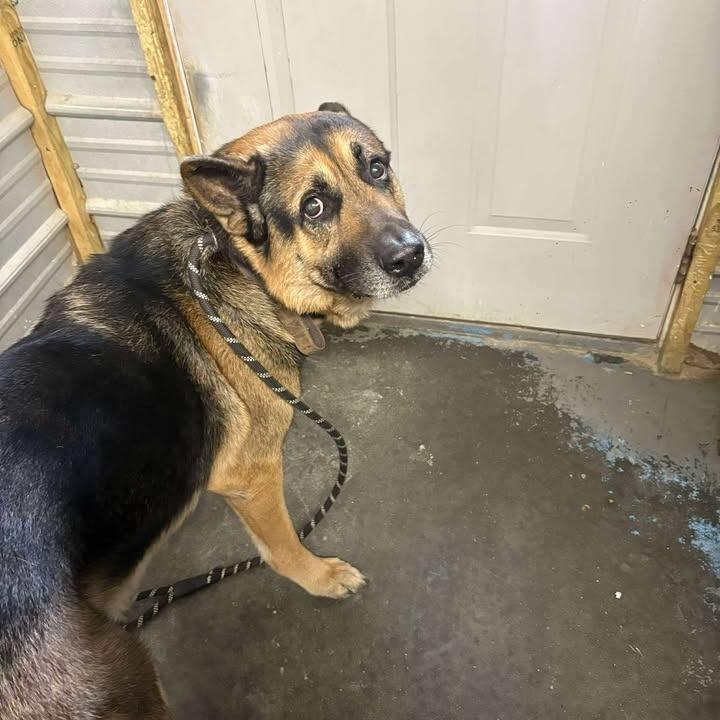 Shep — thumbnail 2