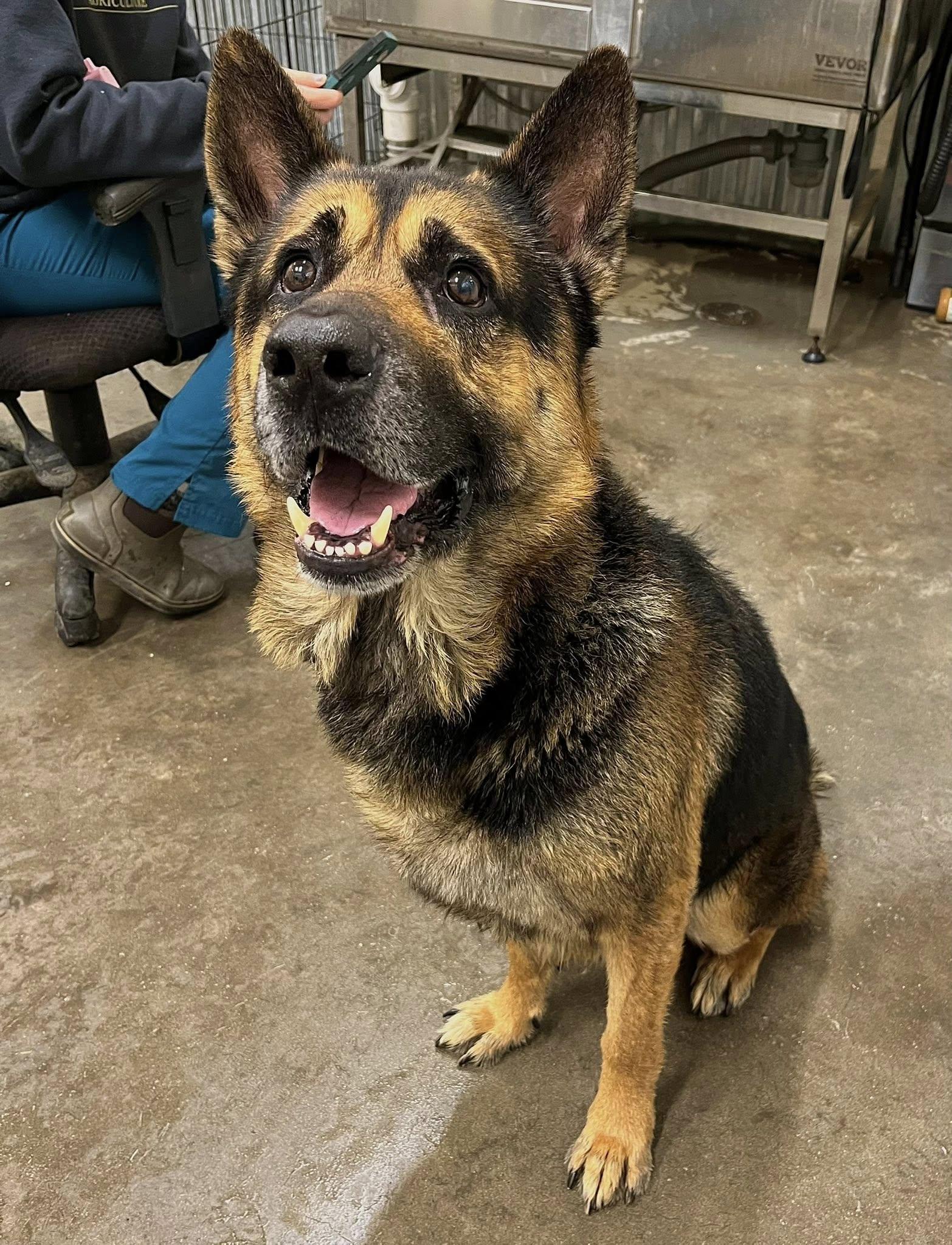 Shep — thumbnail 3