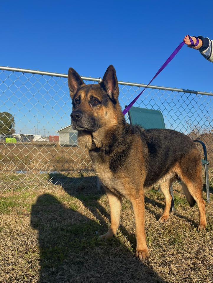 Shep — thumbnail 4