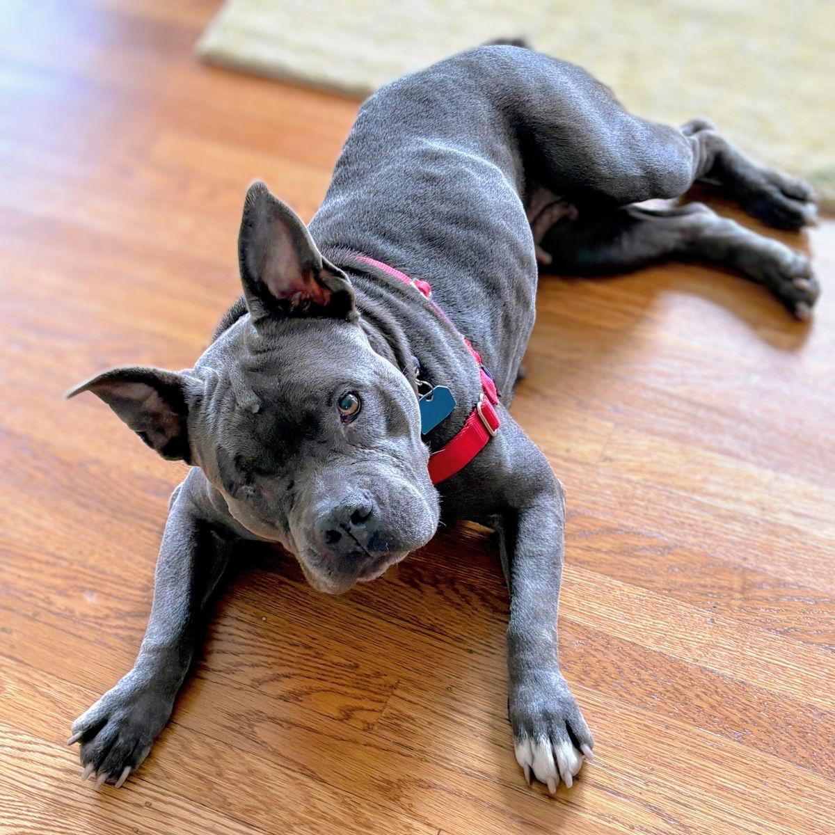 Almondie, Adoptable, Senior Female Pit Bull Terrier.