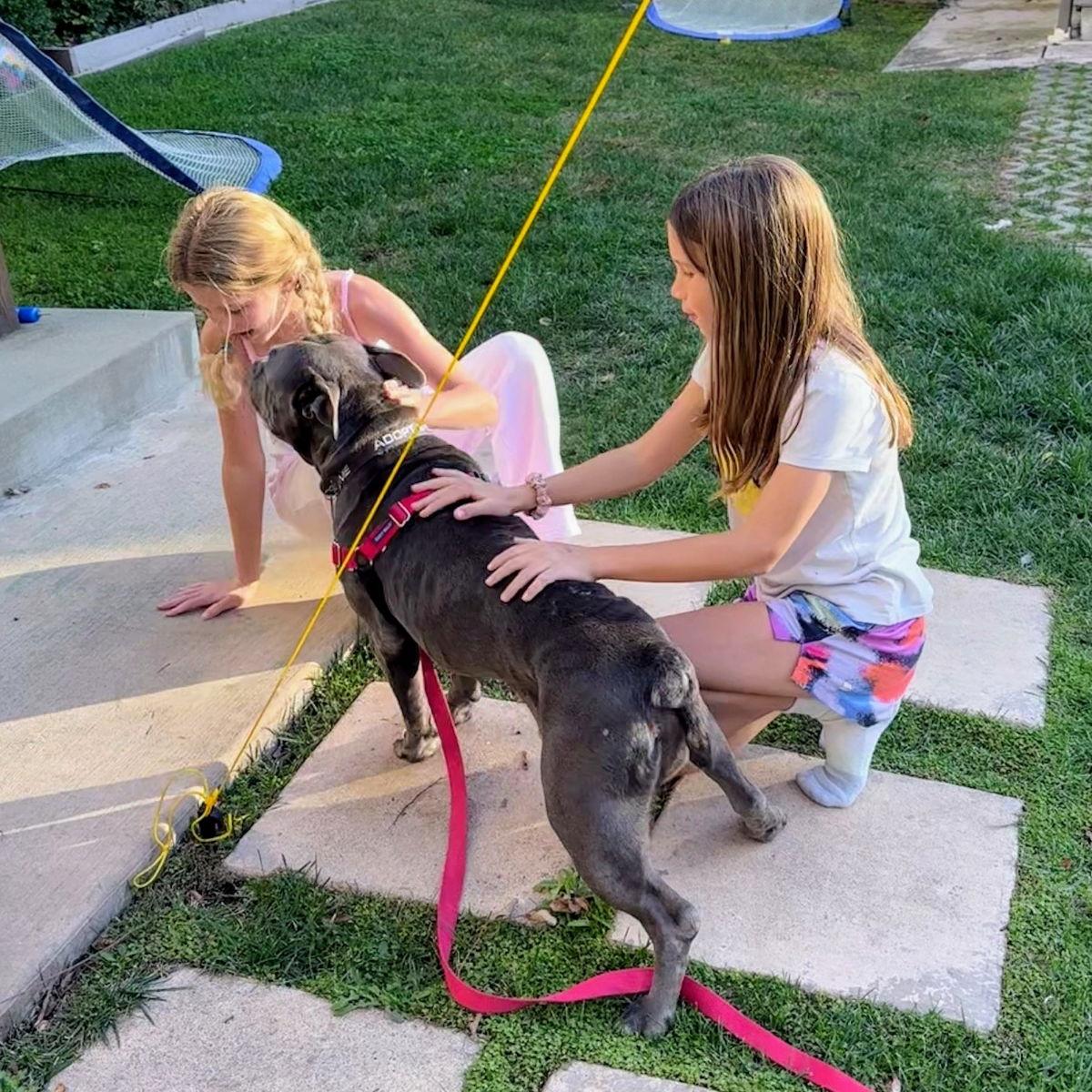 Enlarge Almondie, a Adoptable Pit Bull Terrier in Oakland, CA image 2/3