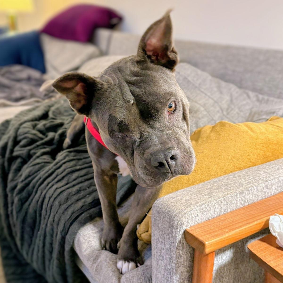 Enlarge Almondie, a Adoptable Pit Bull Terrier in Oakland, CA image 3/3