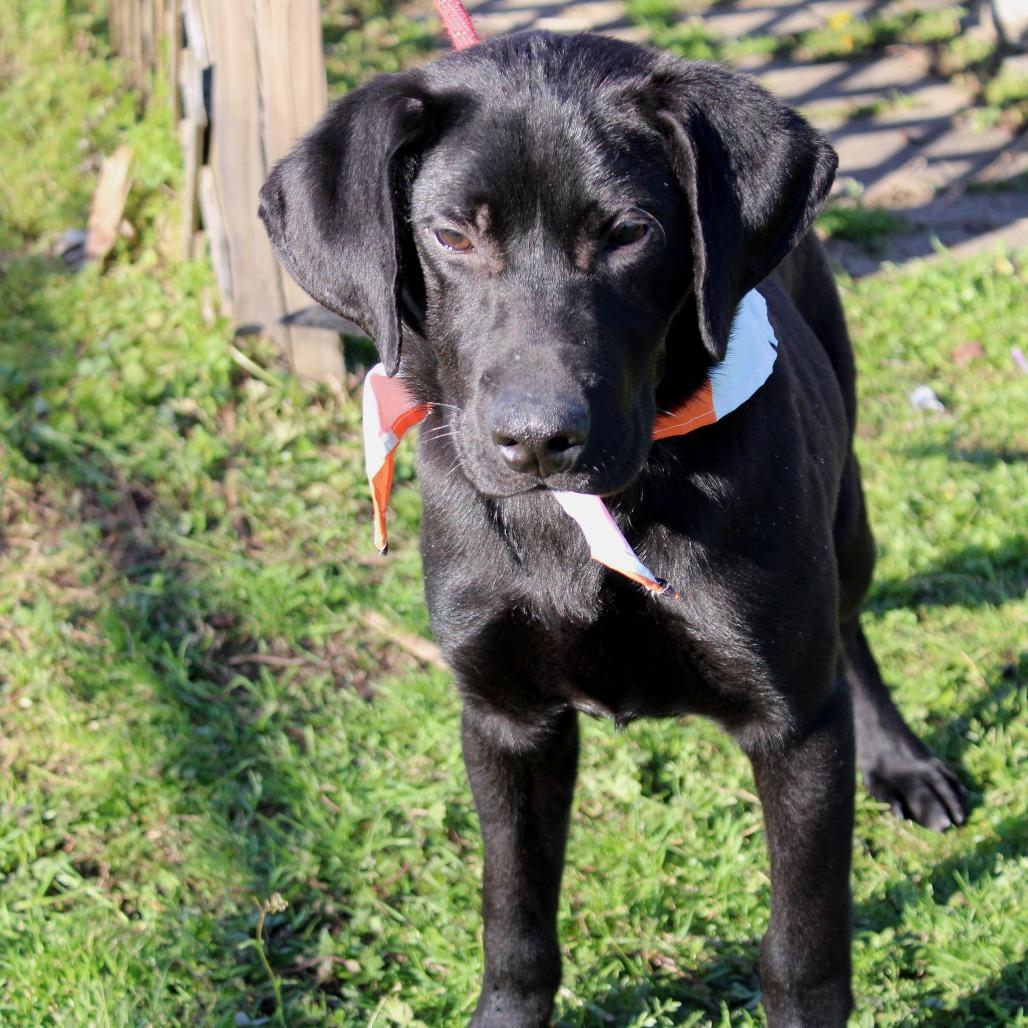 Cowboy, Adoptable, Puppy Male Black Labrador Retriever.