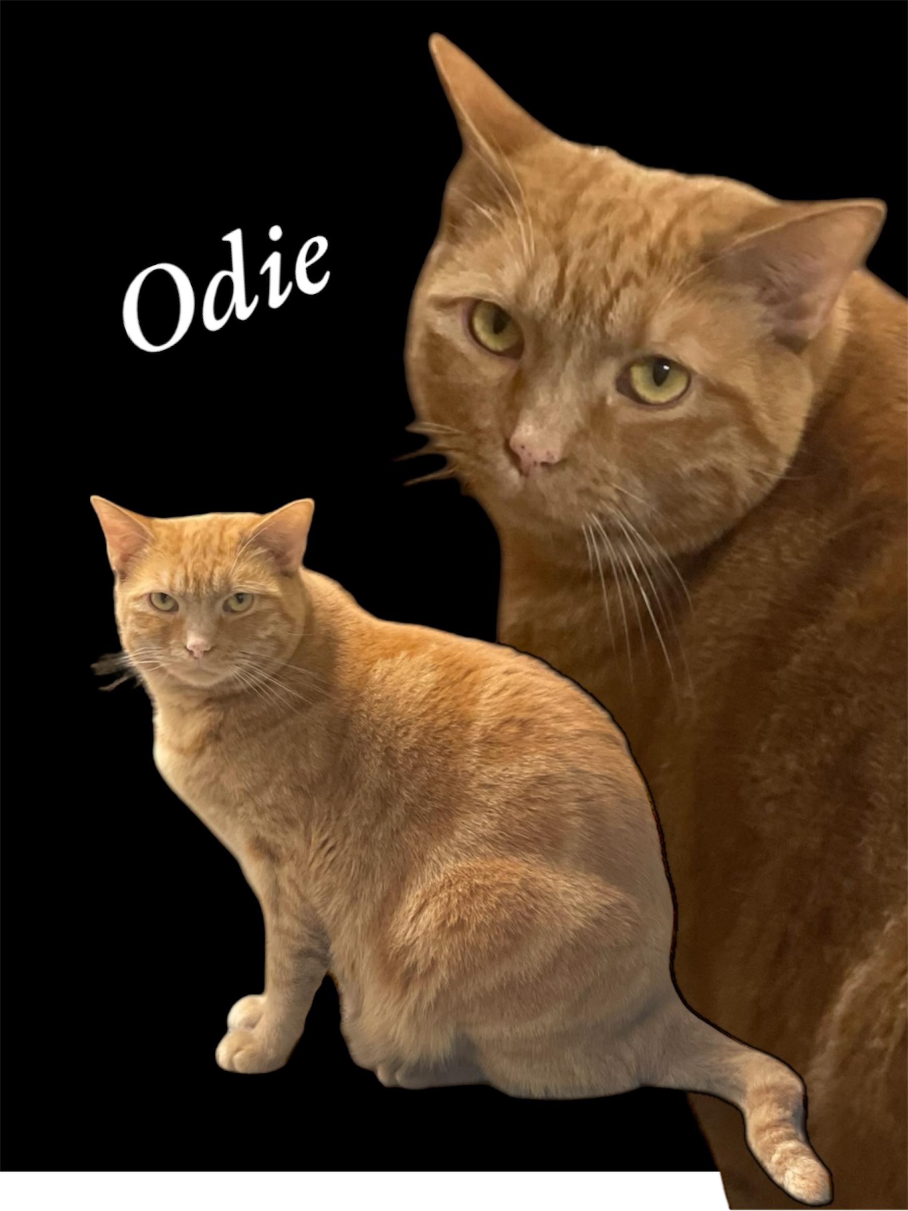 Odie, Adoptable, Adult Male Domestic Short Hair.