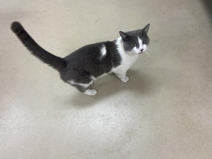Enlarge Catrick, a Adoptable mixed breed in Wilkesboro, NC image 2/3