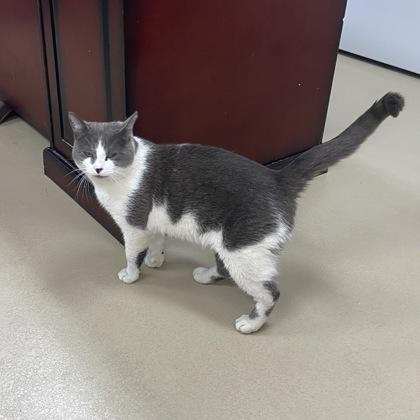 Enlarge Catrick, a Adoptable mixed breed in Wilkesboro, NC image 3/3