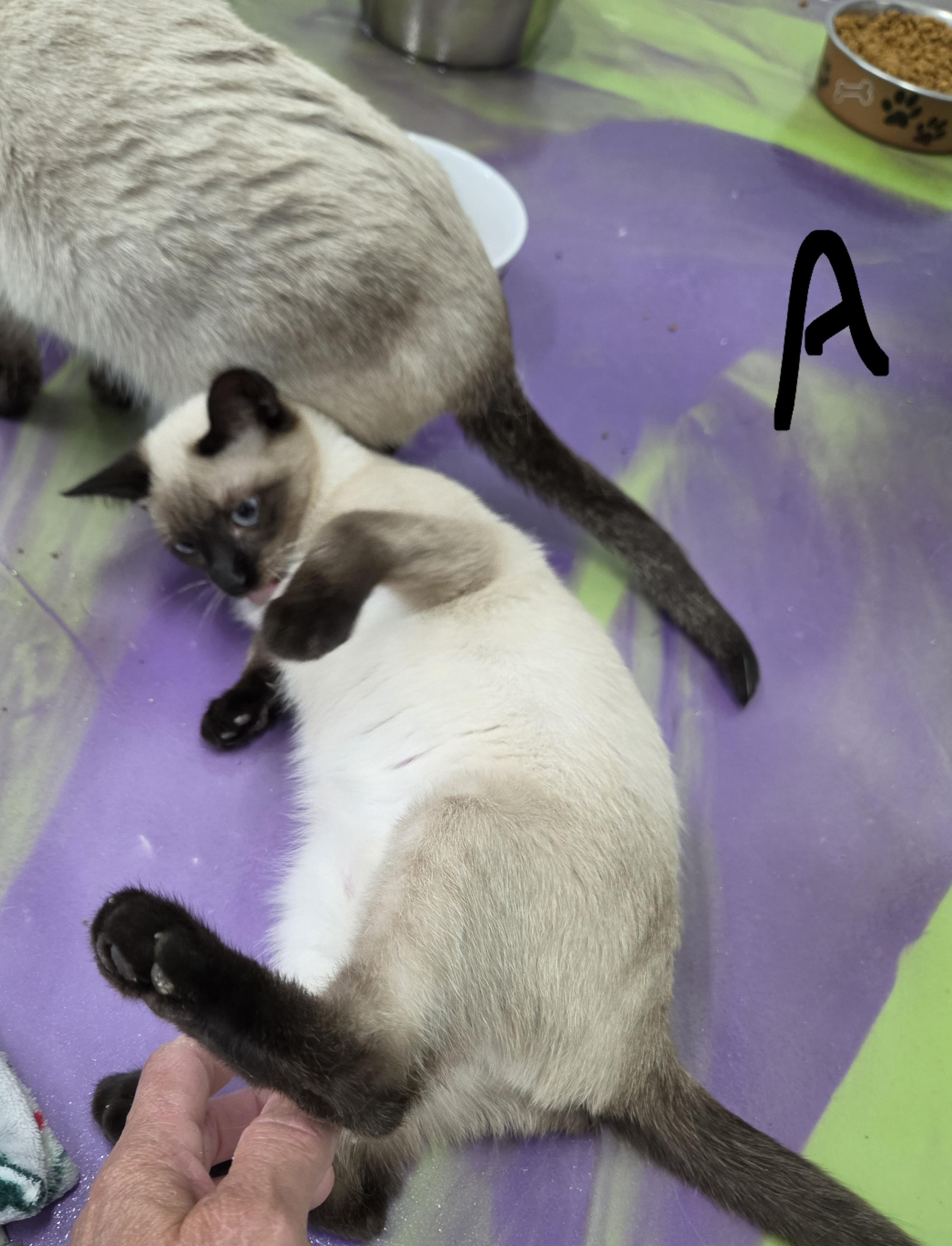Athena 2, an adopted Siamese in Anna, IL image 4/4