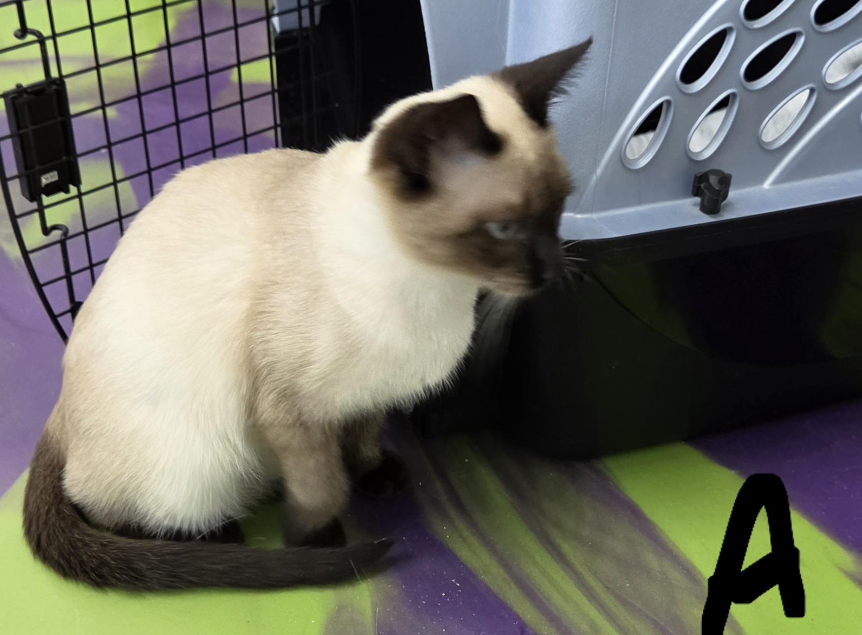 Athena 2, an adopted Siamese in Anna, IL image 3/4