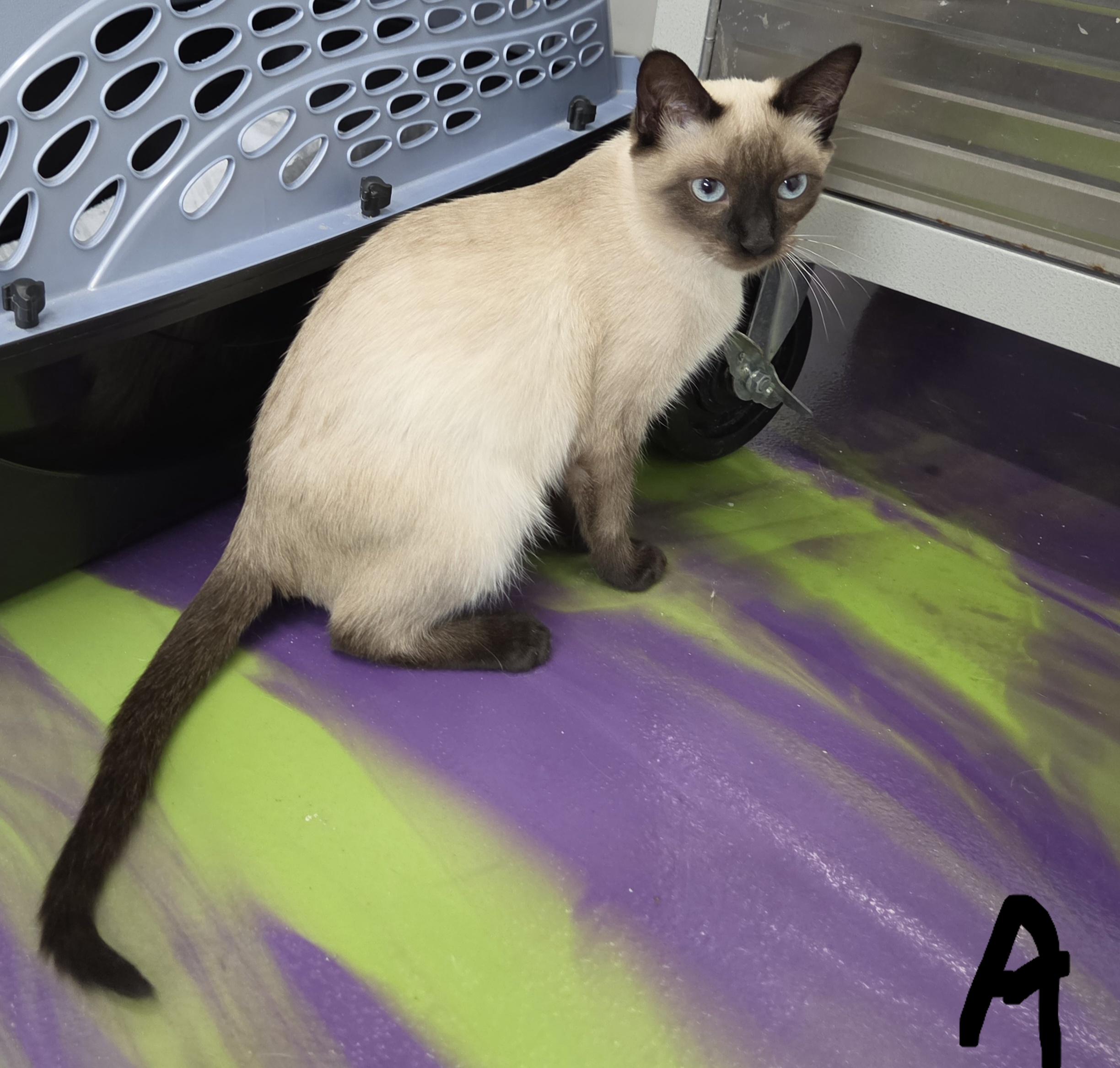 Athena 2, adopted, Kitten Female Siamese.