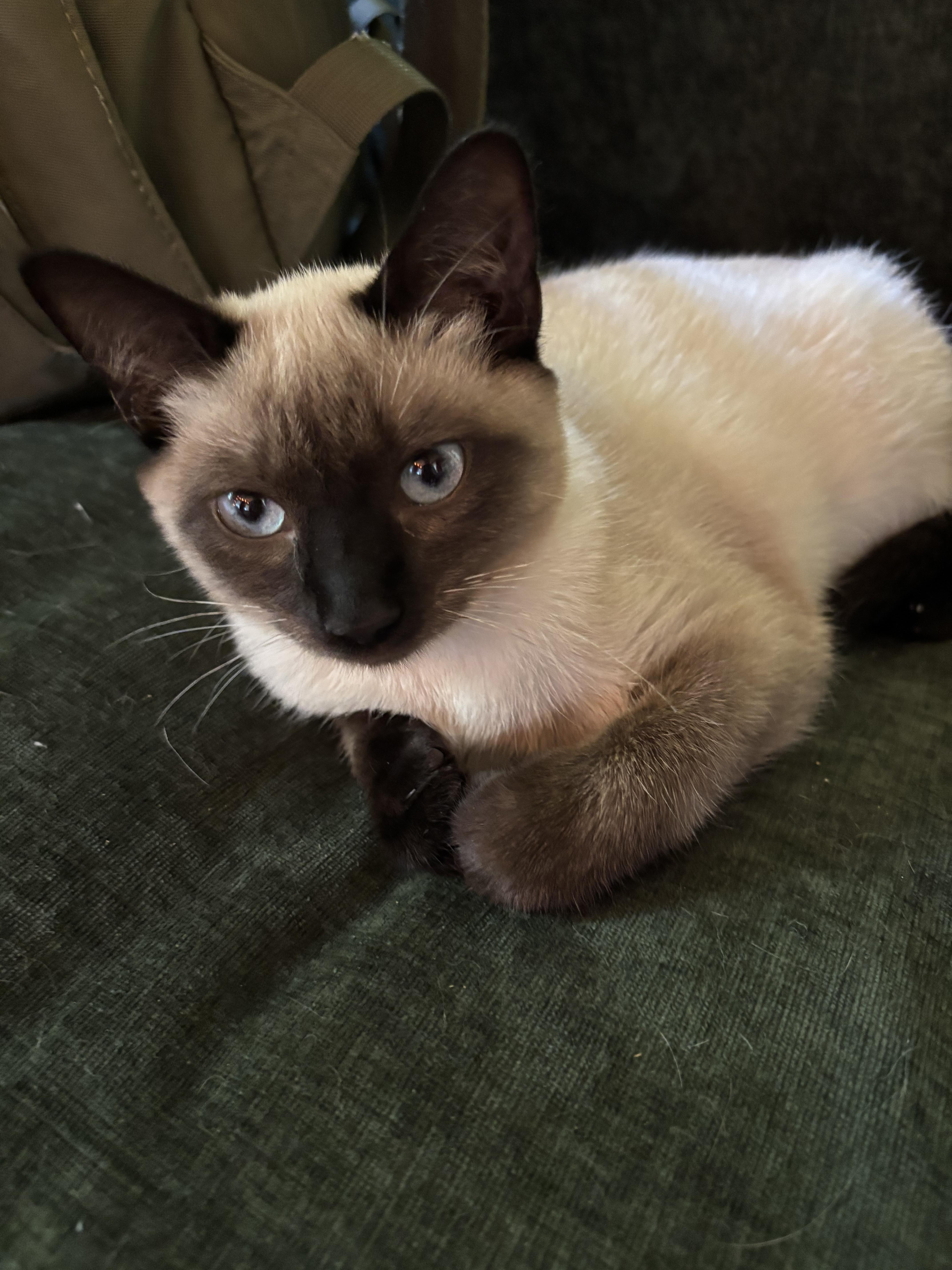 Athena 2, an adopted Siamese in Anna, IL image 2/4