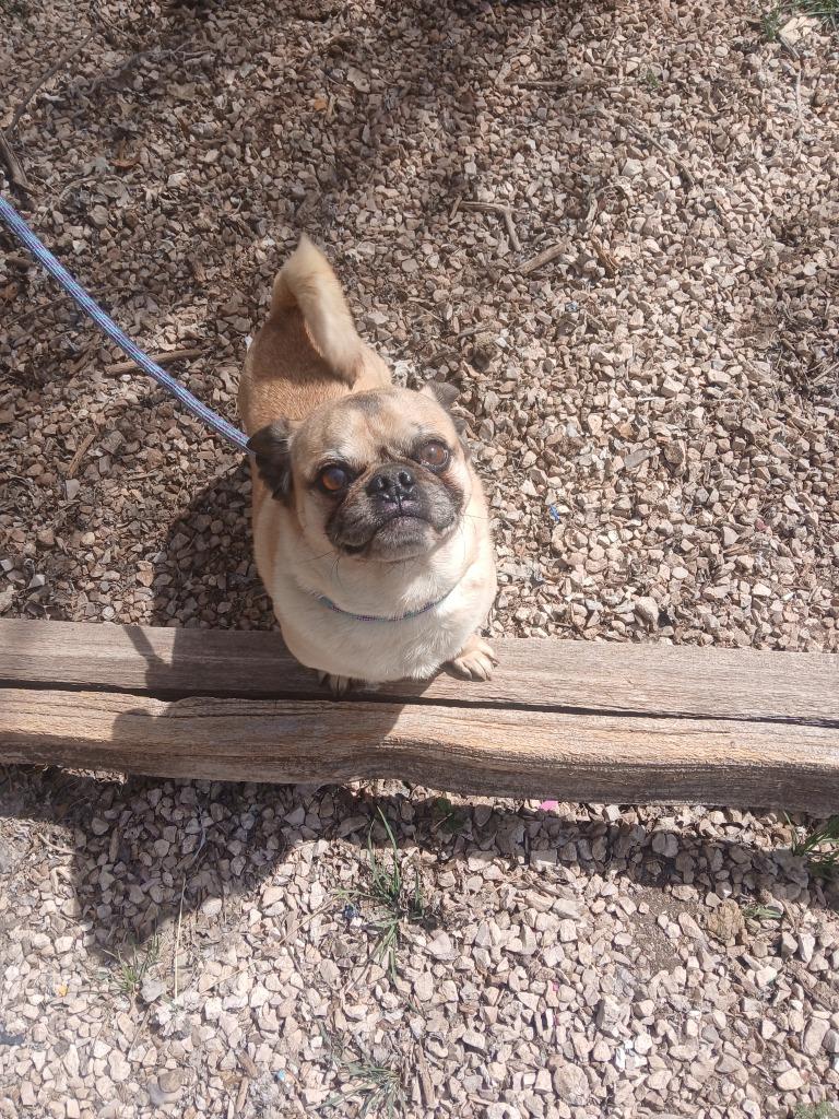 Flash, Adoptable, Young Male Pug.