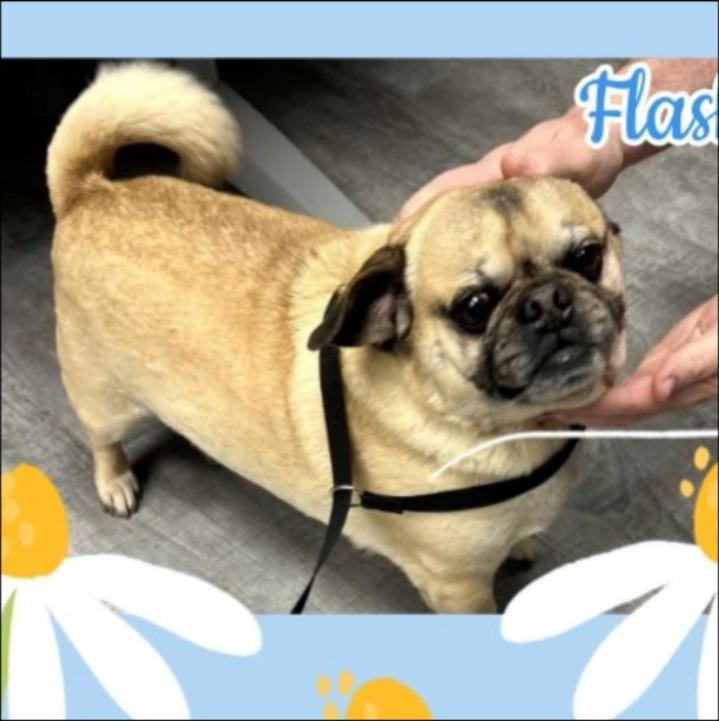 Enlarge Flash, a Adoptable Pug in Thompson Falls, MT image 2/2