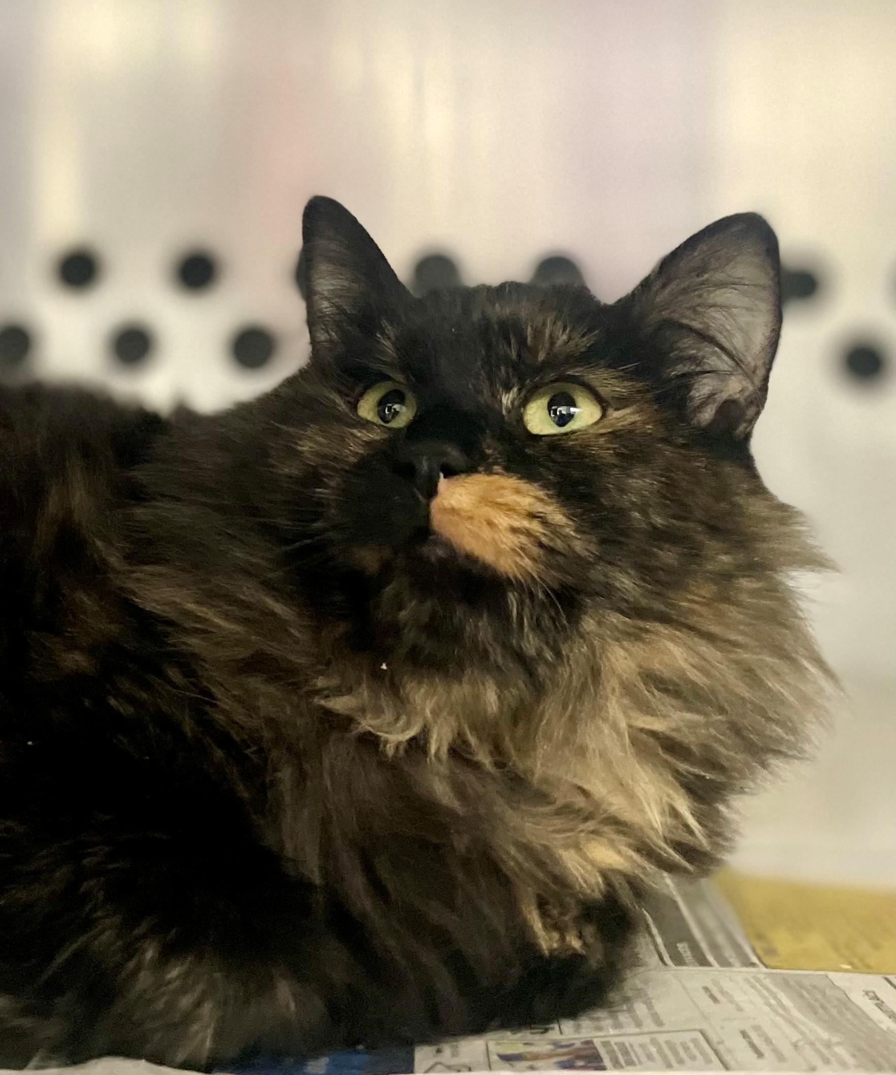 Mrs Norris, adoptable, Adult Female Domestic Medium Hair.
