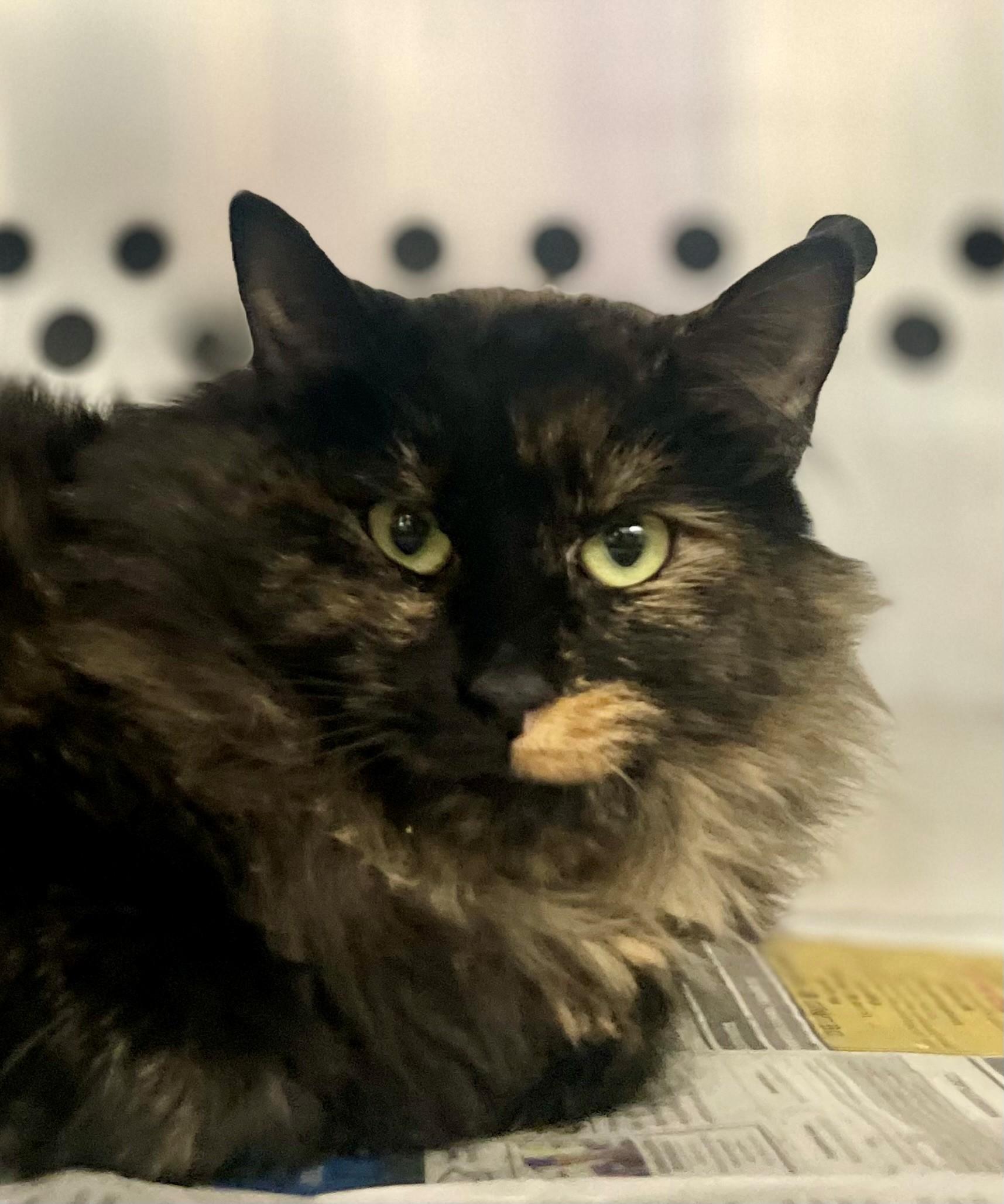 Enlarge Mrs Norris, an adoptable Domestic Medium Hair in Hamilton, ON image 2/2