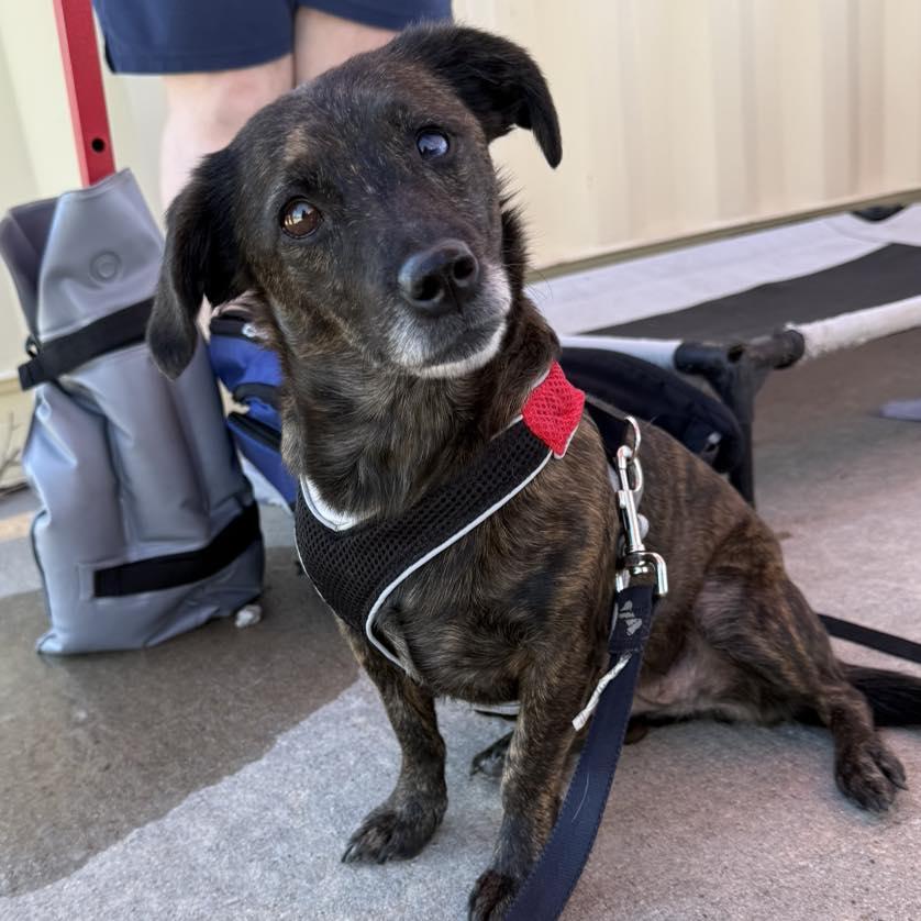 Rose, an adopted Mixed Breed in Grand Island, NE image 3/4