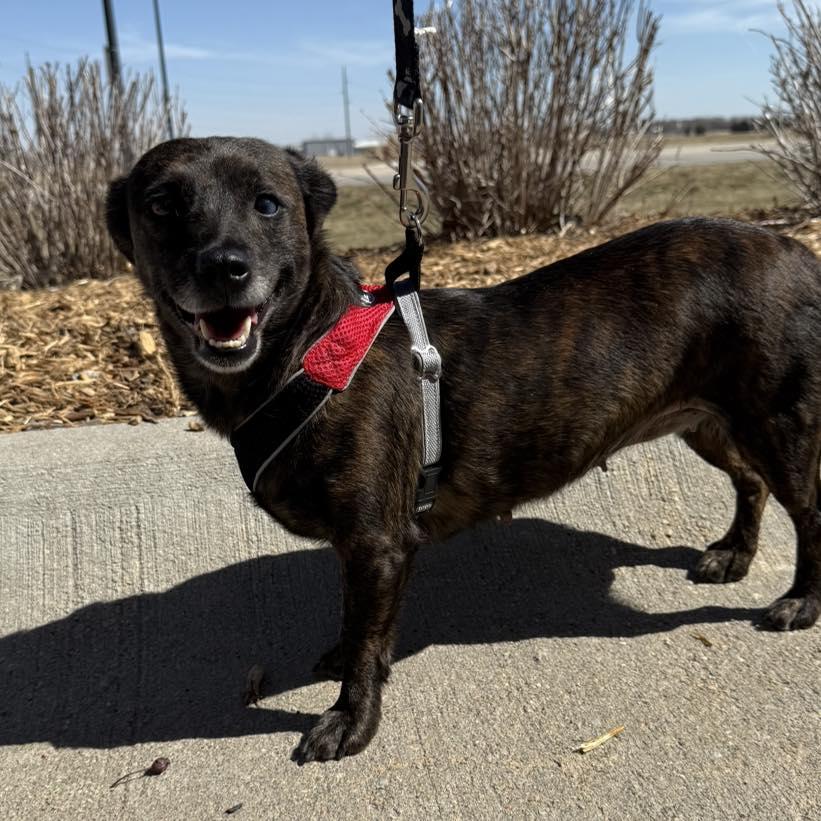 Rose, an adopted Mixed Breed in Grand Island, NE image 1/4