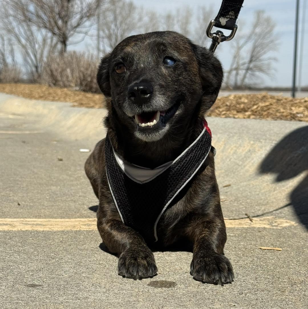 Rose, an adopted Mixed Breed in Grand Island, NE image 4/4