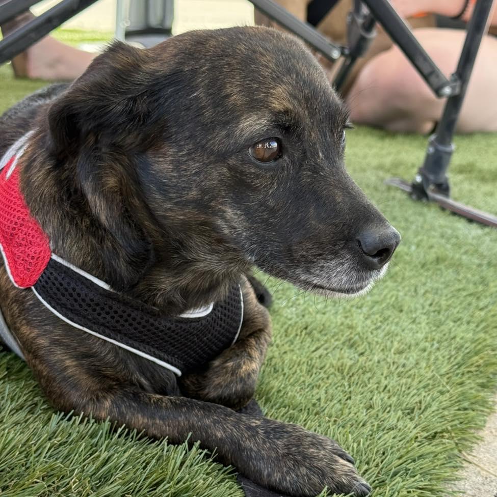 Rose, an adopted Mixed Breed in Grand Island, NE image 2/4