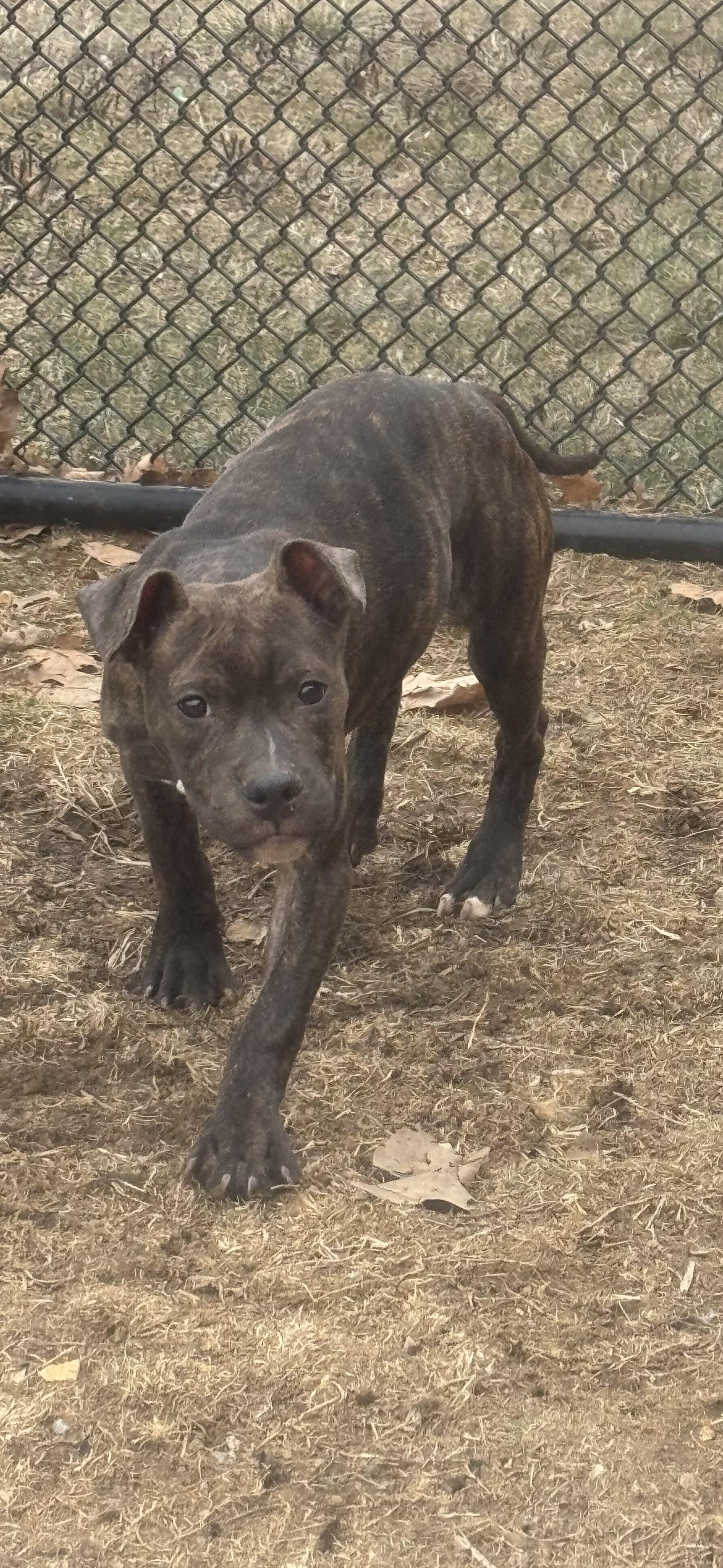 Remmy, Baby Female unknown
