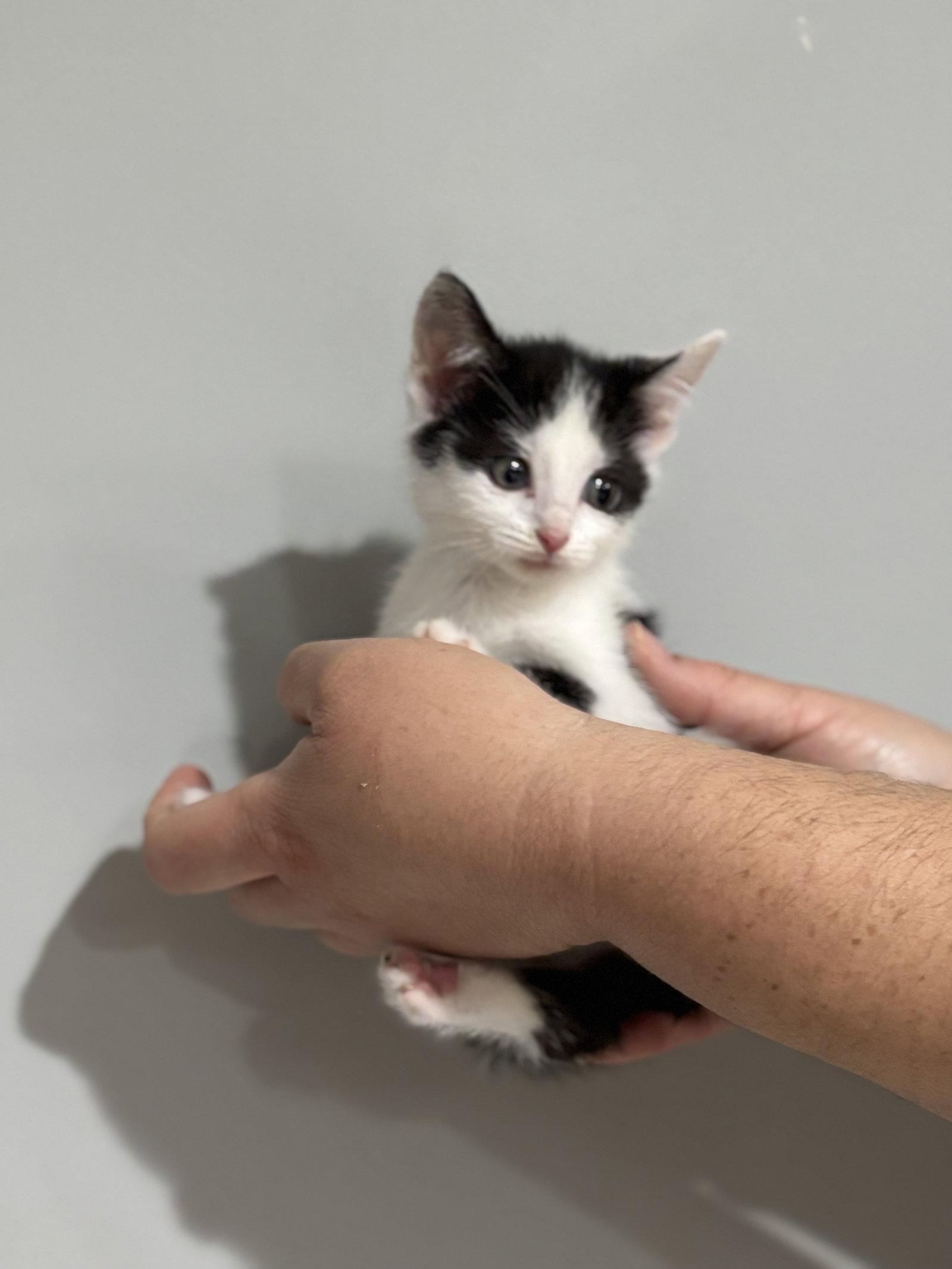 CAT - Nikita, Adoptable, Kitten Female Domestic Short Hair.