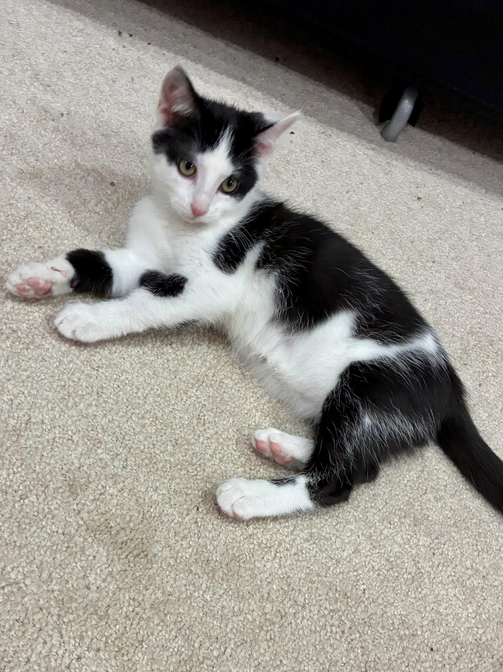 Enlarge CAT - Nikita, a Adoptable Domestic Short Hair in GILBERTS, IL image 2/3