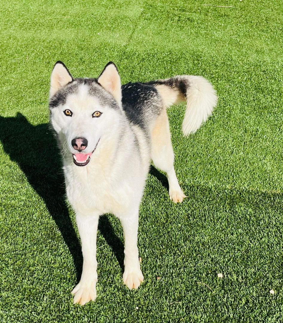 Enlarge Hamilton, a Adopted mixed breed in Washington, DC image 5/6