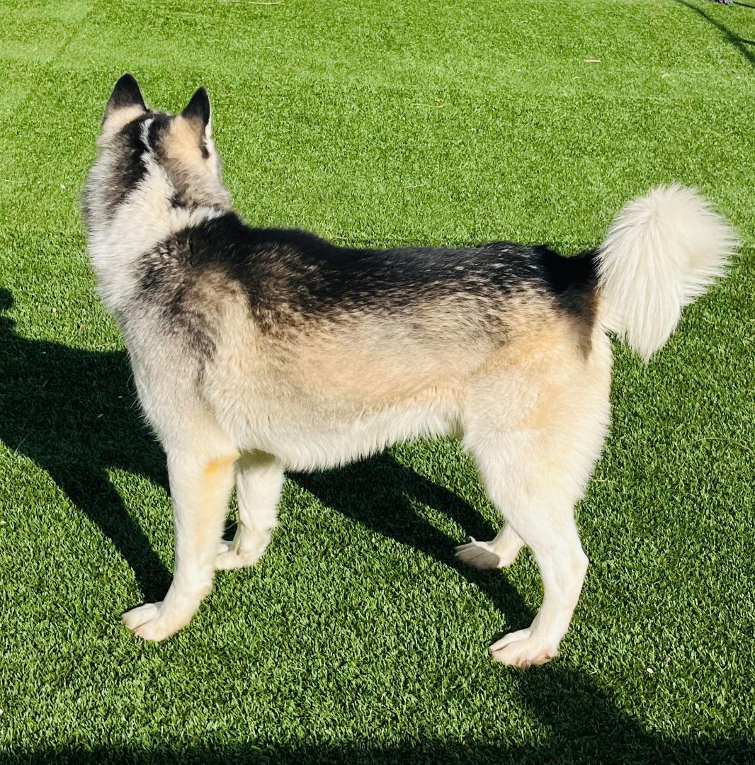 Enlarge Hamilton, a Adopted mixed breed in Washington, DC image 3/6