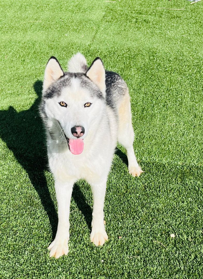 Enlarge Hamilton, a Adopted mixed breed in Washington, DC image 6/6