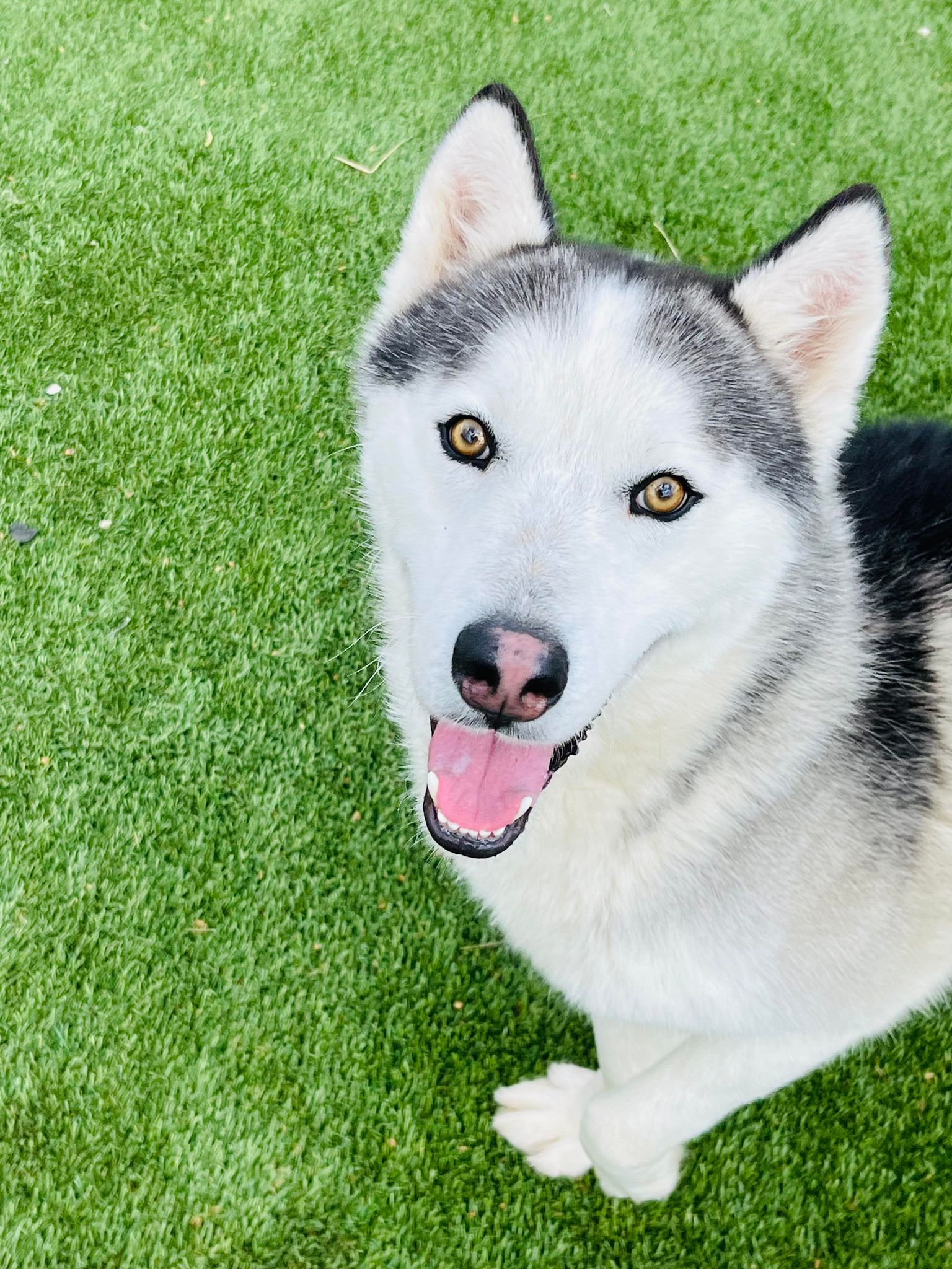 Enlarge Hamilton, a Adopted mixed breed in Washington, DC image 4/6