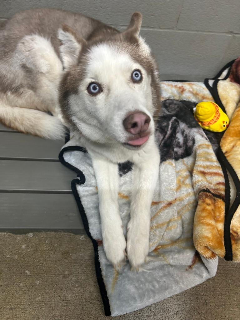 Nadia, Adoptable, Adult Female Husky.
