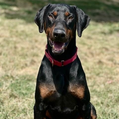 Ace, an adoptable Doberman Pinscher in Phoenix, OR, 97535 | Photo Image 1