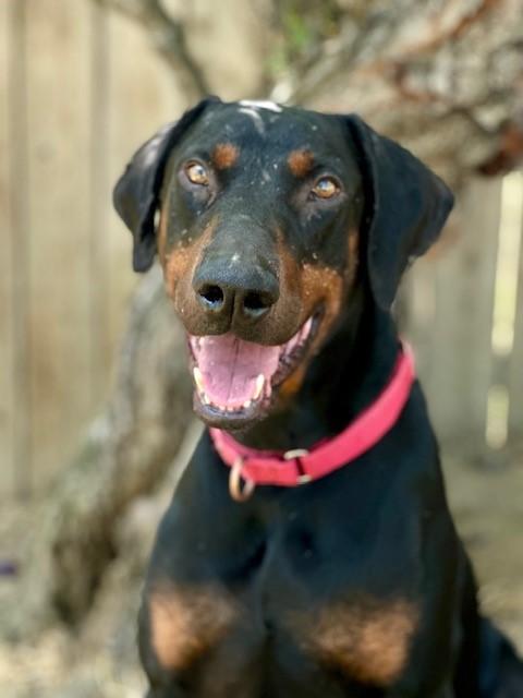 Ace, an adoptable Doberman Pinscher in Phoenix, OR, 97535 | Photo Image 2