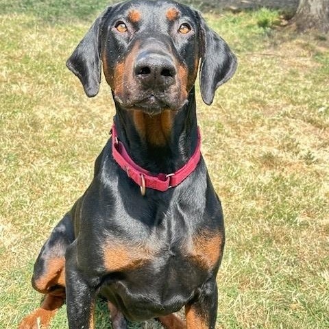 Ace, an adoptable Doberman Pinscher in Phoenix, OR, 97535 | Photo Image 4