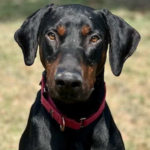 Ace, an adoptable Doberman Pinscher in Phoenix, OR, 97535 | Photo Image 3